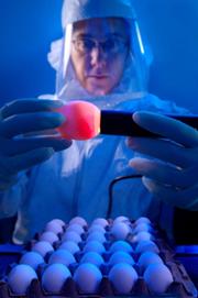Flu Vaccine Egg Technology